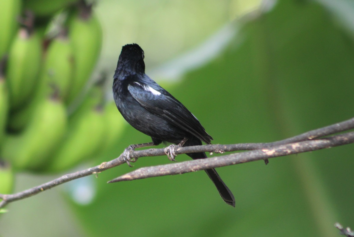 White-lined Tanager - T L P L