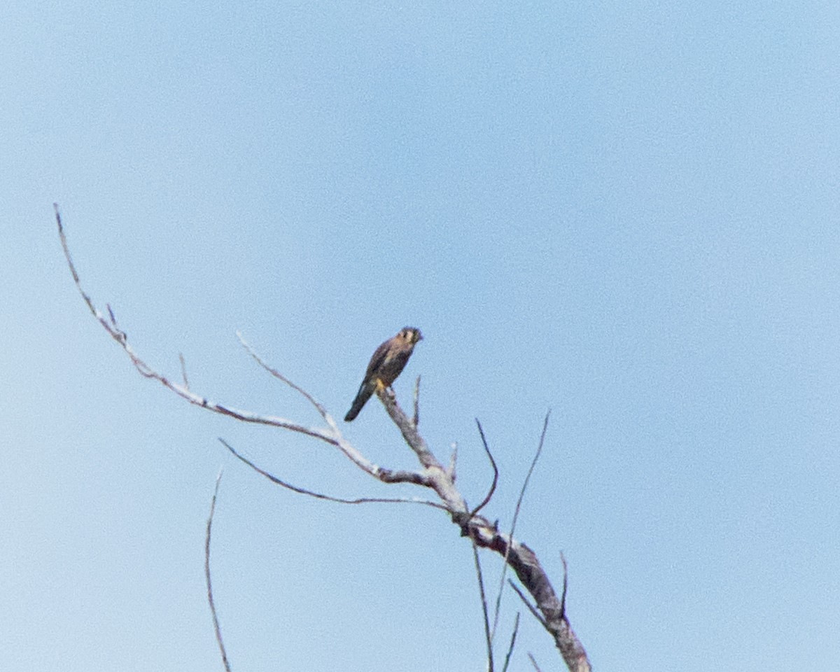 American Kestrel - ML614162437