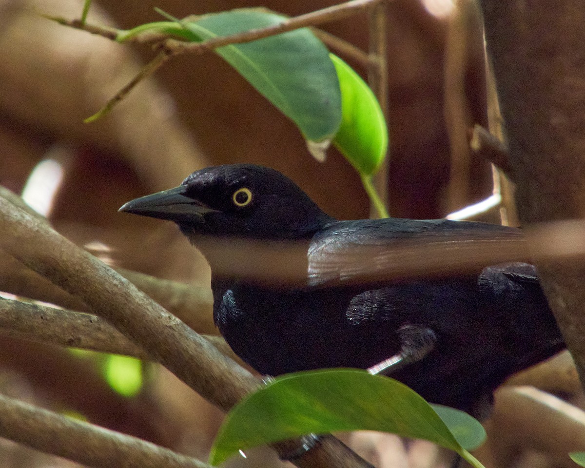 Greater Antillean Grackle - Manny Dominguez