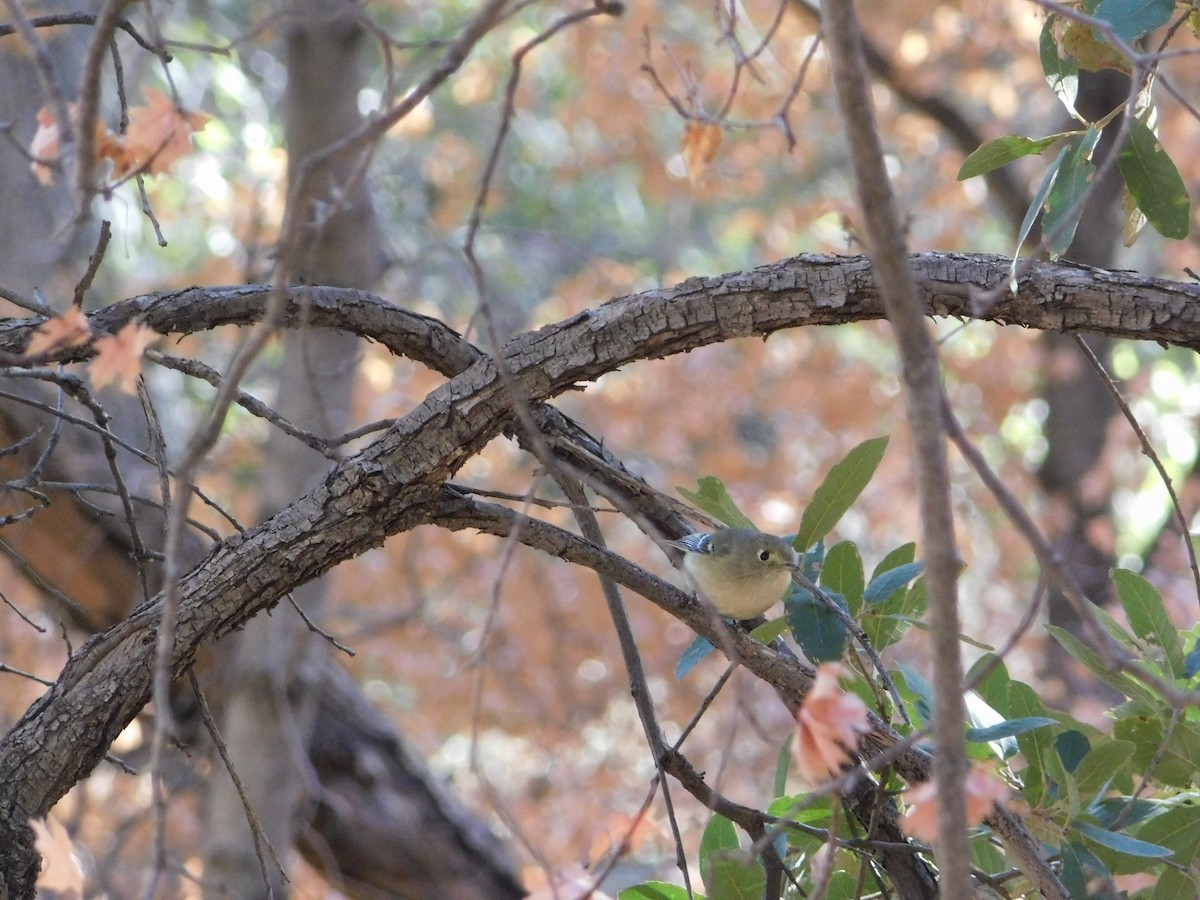 Hutton's Vireo - Sam Hartzler