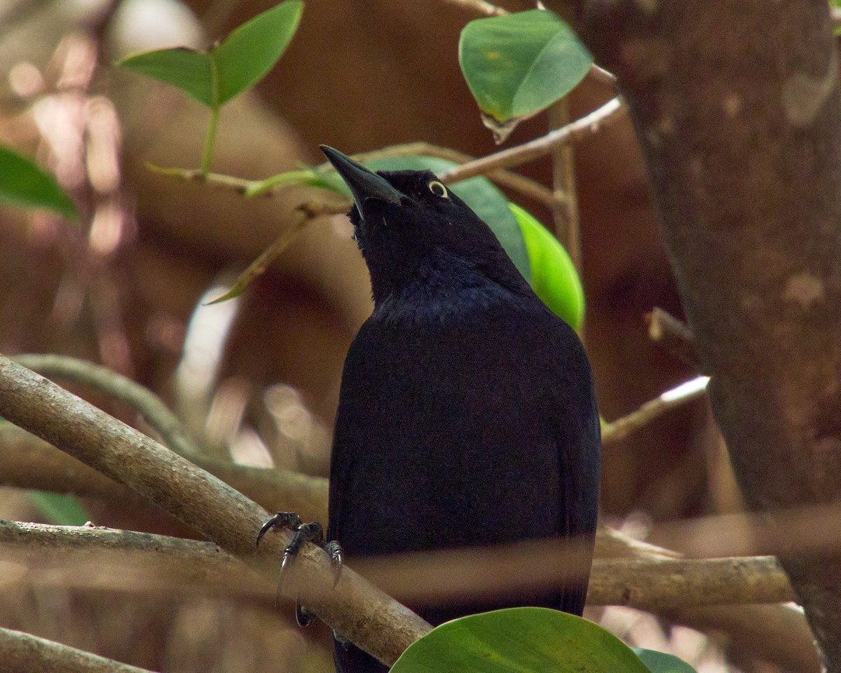 Greater Antillean Grackle - ML614162457