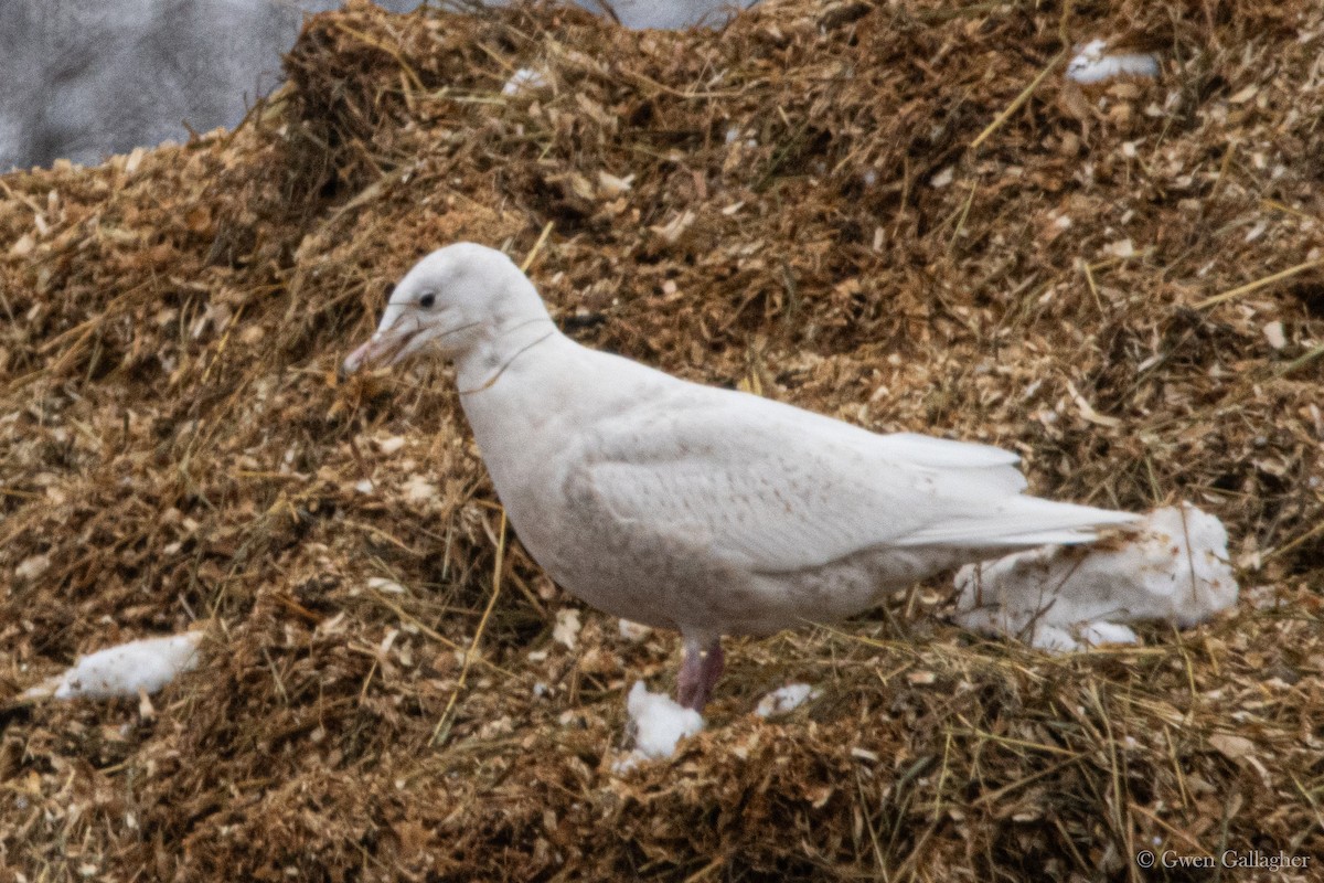 Glaucous Gull - ML614162500