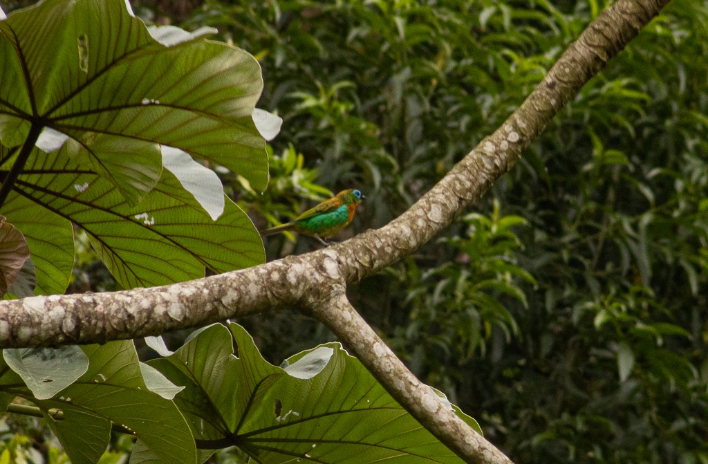 Brassy-breasted Tanager - ML614162507