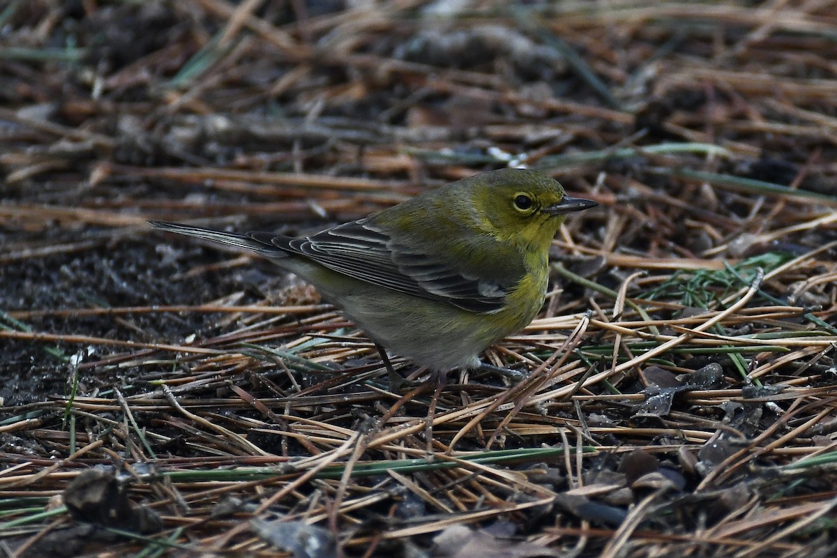 Pine Warbler - ML614162509