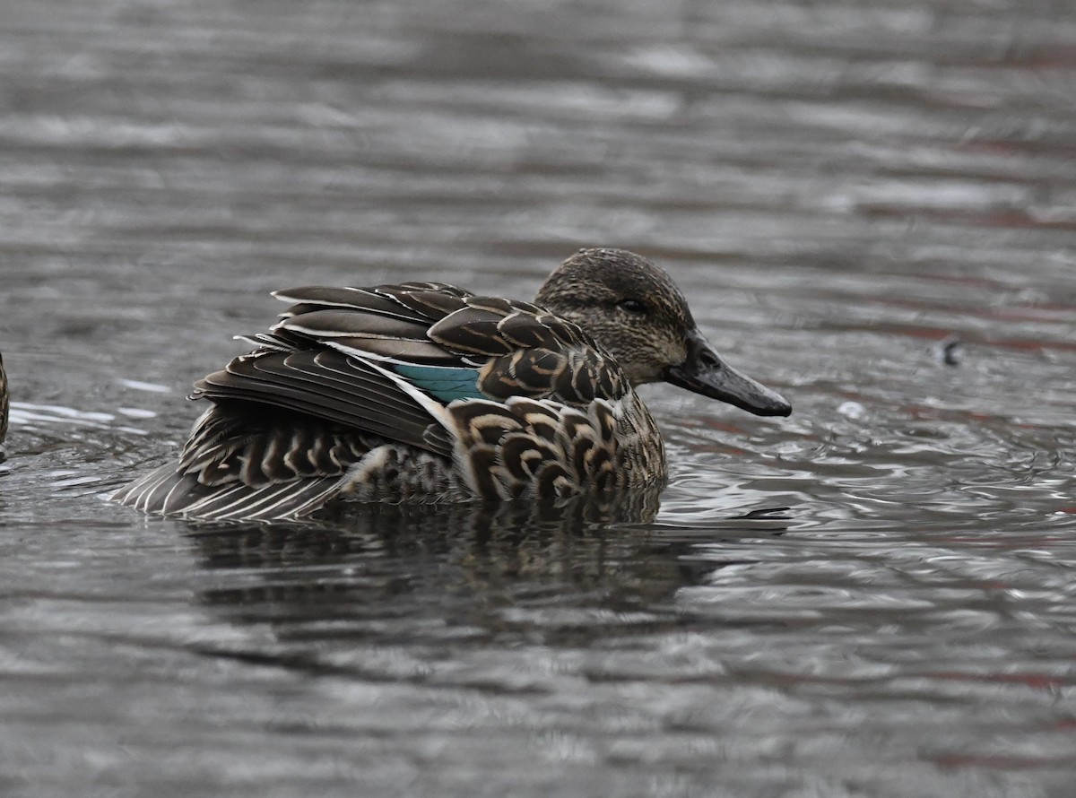 Green-winged Teal - ML614162514