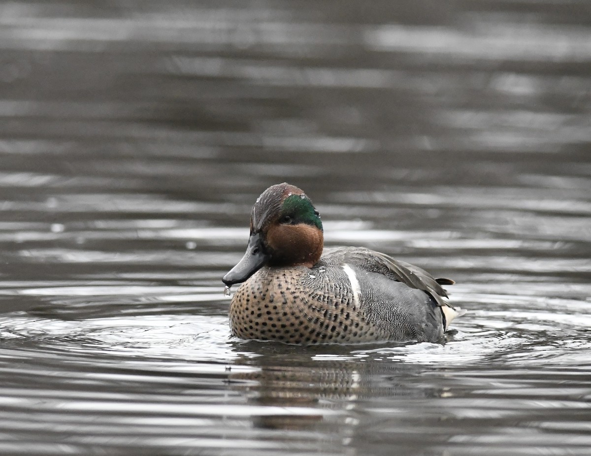 Green-winged Teal - ML614162515