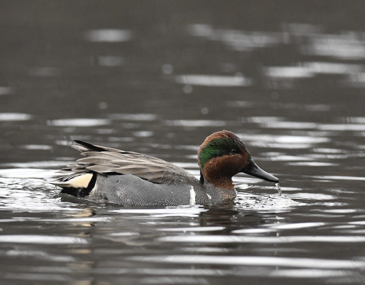 Green-winged Teal - ML614162516