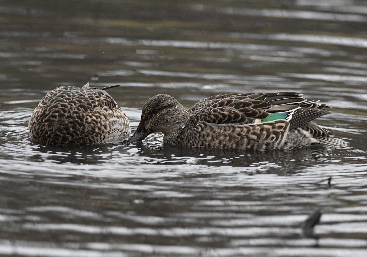 Green-winged Teal - ML614162517