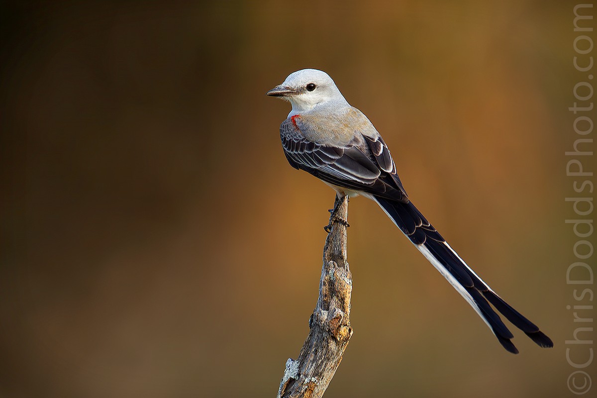 Scissor-tailed Flycatcher - Christopher Dodds