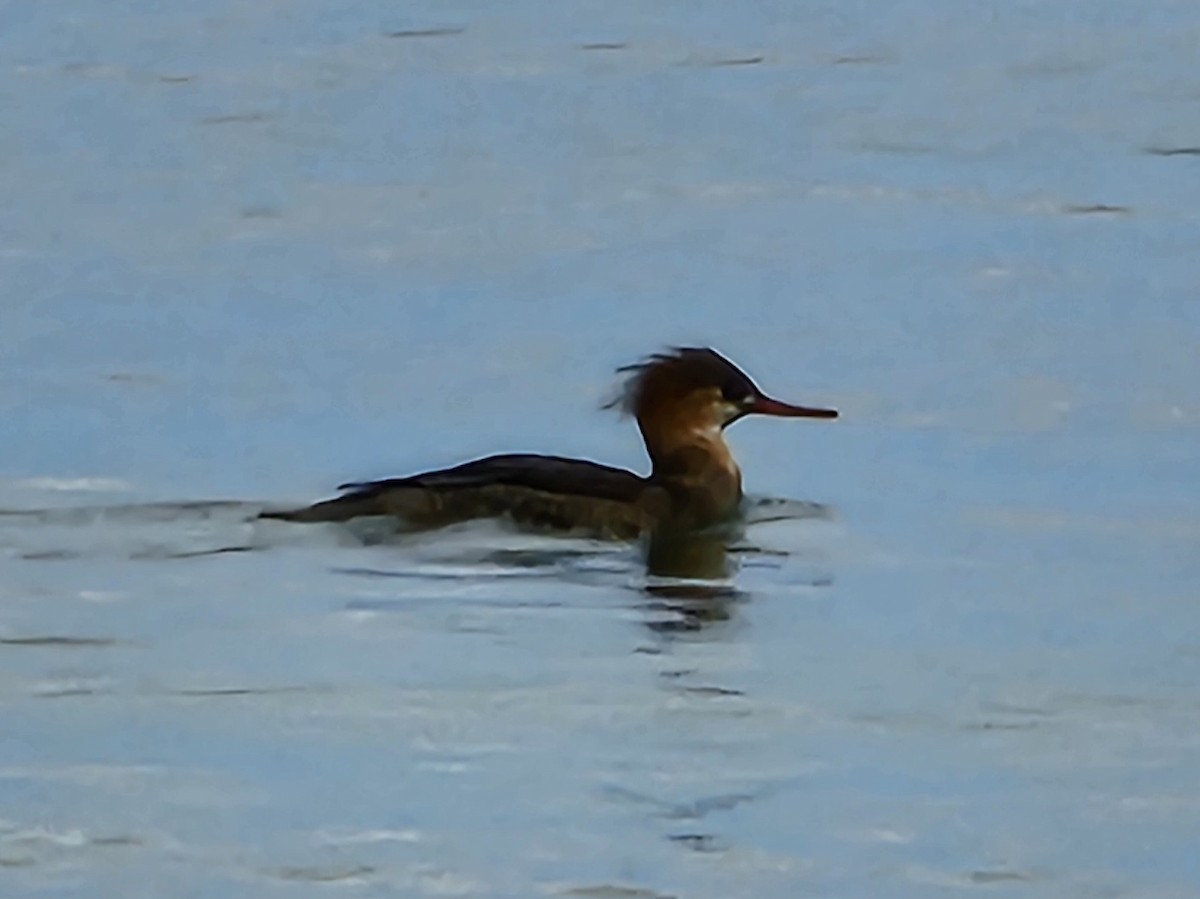 Red-breasted Merganser - ML614162811