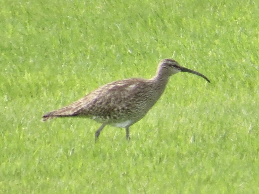 チュウシャクシギ（phaeopus） - ML614162867