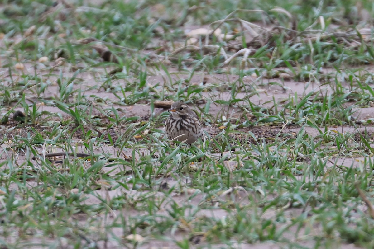 American Pipit - ML614162967