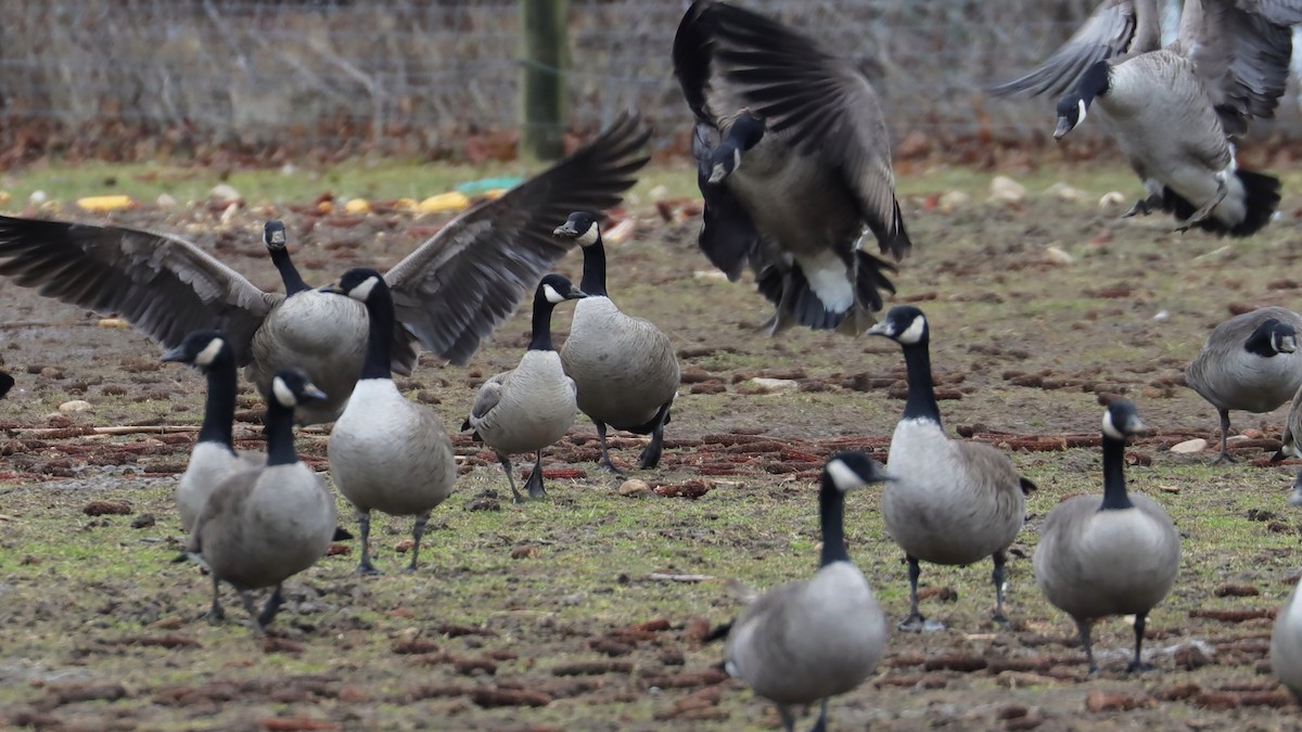 Cackling Goose - Brenda Bull