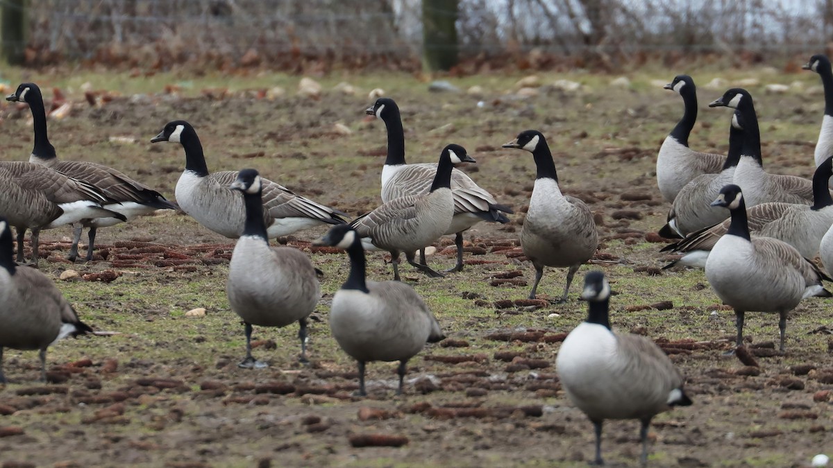 Cackling Goose - Brenda Bull