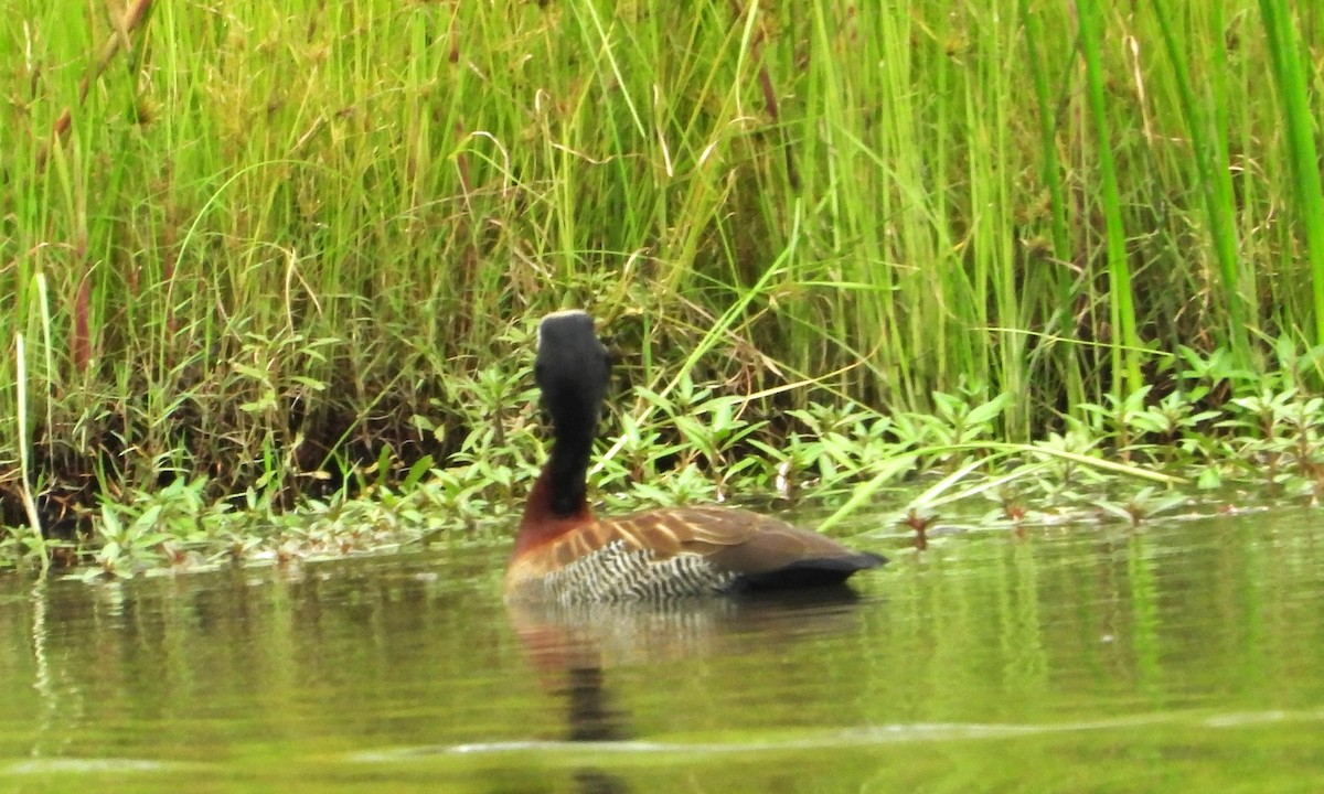 White-faced Whistling-Duck - ML614163064