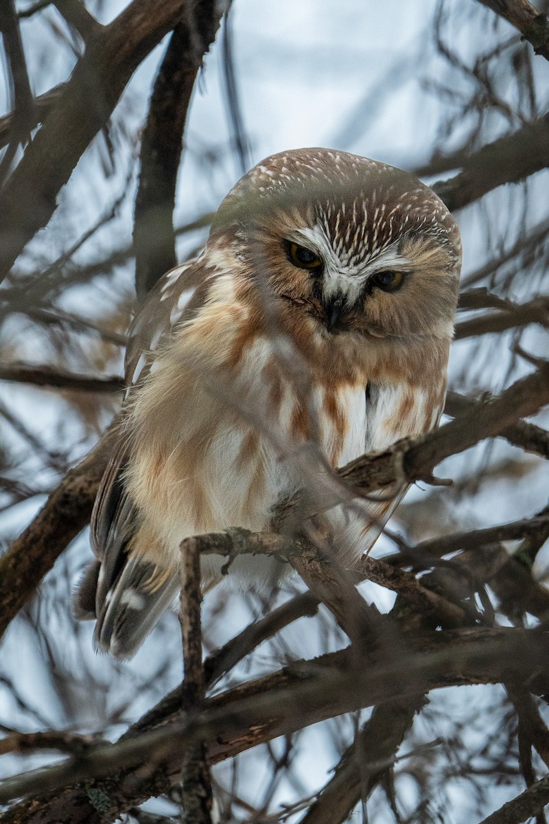 Northern Saw-whet Owl - ML614163105