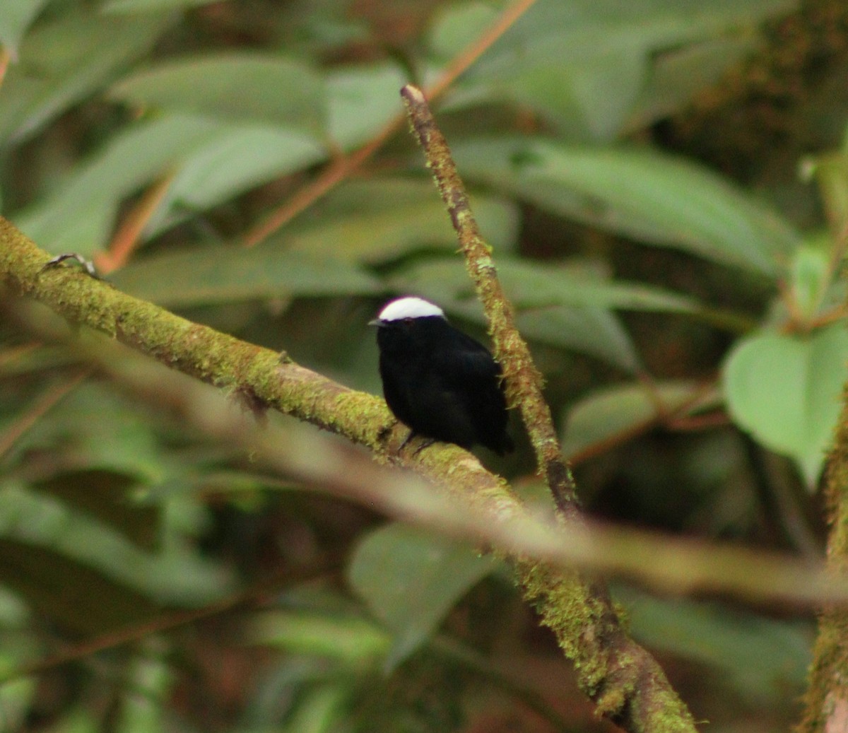 White-crowned Manakin - ML614163241