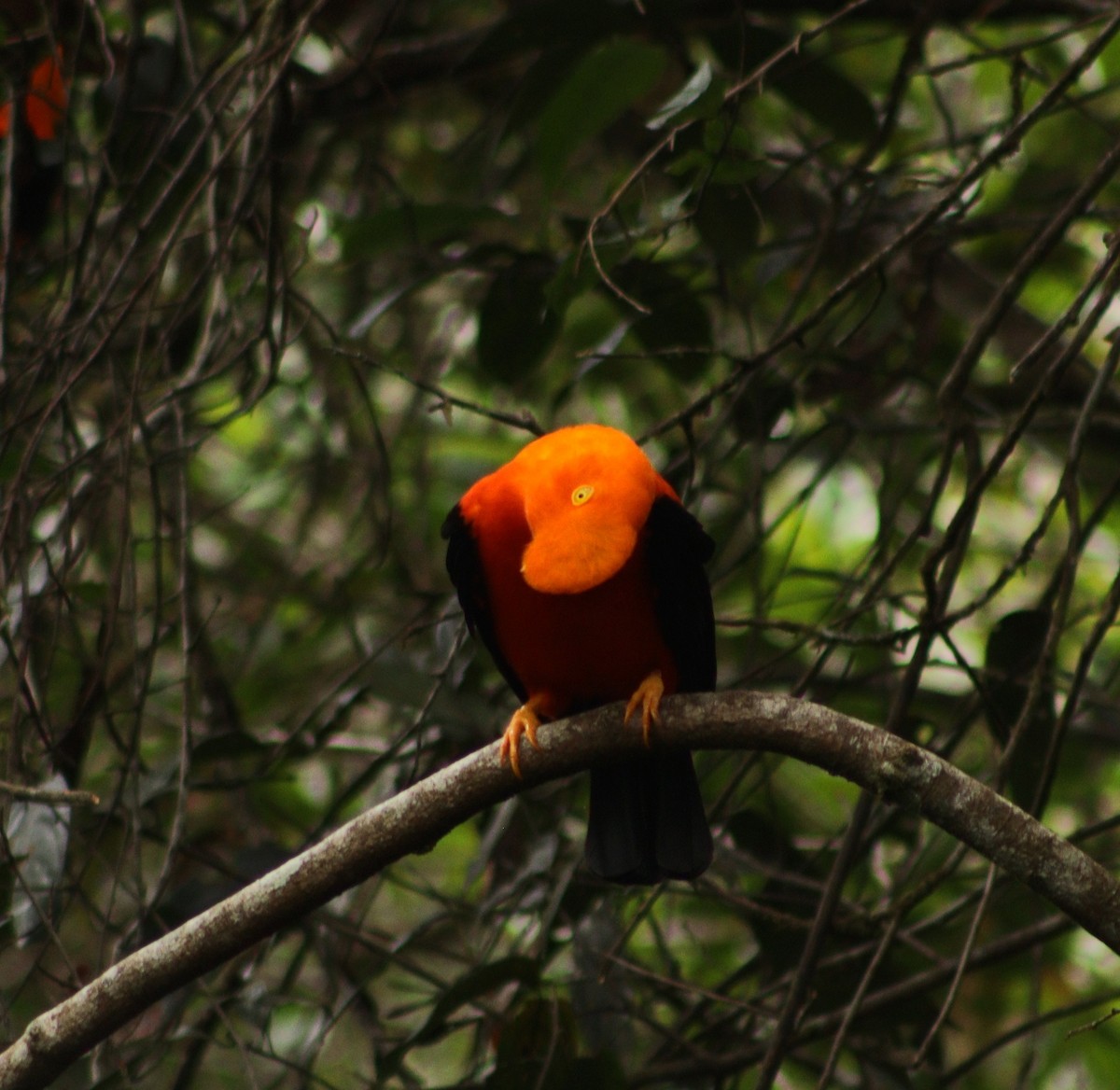 Andean Cock-of-the-rock - ML614163245