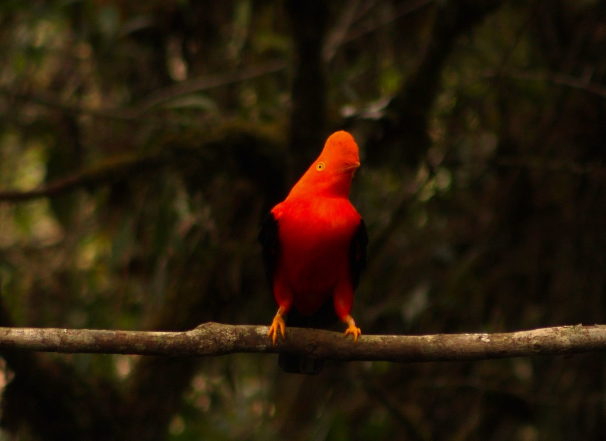 Andean Cock-of-the-rock - ML614163248