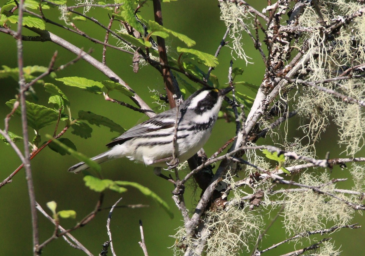 Black-throated Gray Warbler - ML614163259