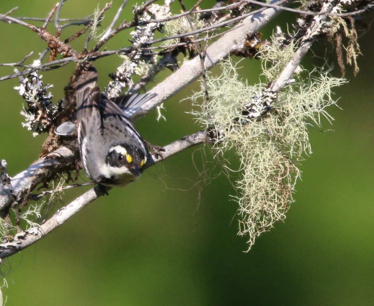 Black-throated Gray Warbler - Liam Ragan