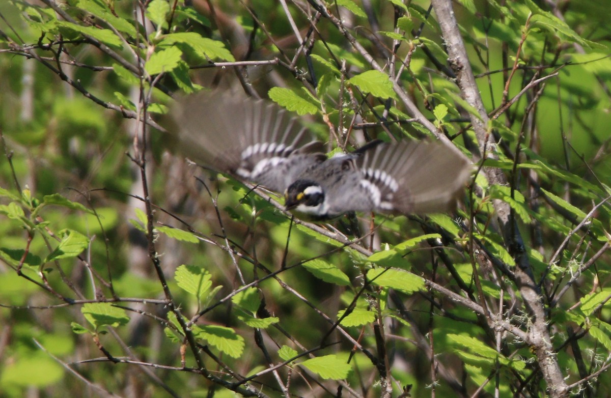 Black-throated Gray Warbler - ML614163264