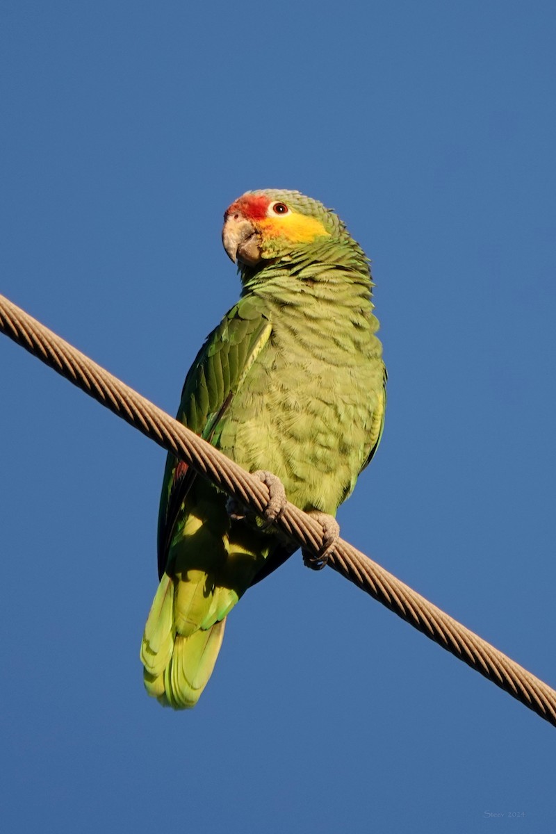 Red-lored Parrot - ML614163282