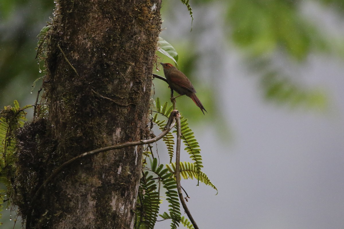 Red-faced Spinetail - ML614163285