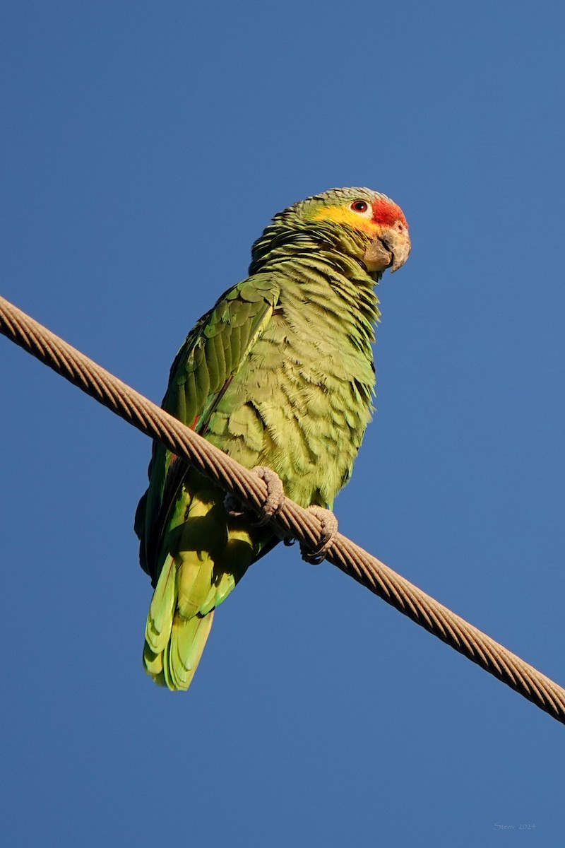 Red-lored Parrot - ML614163293