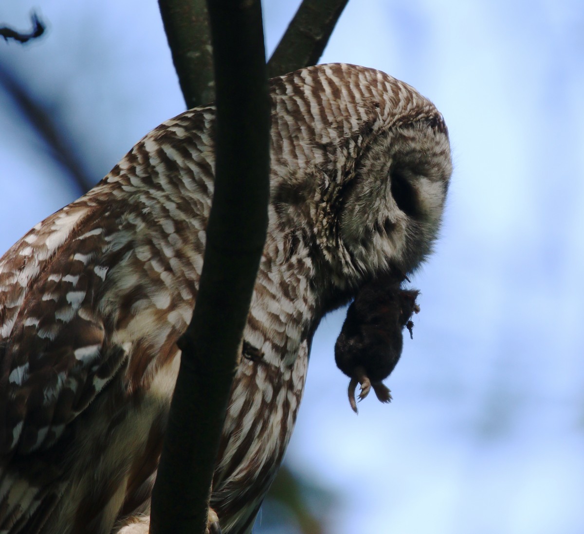 Barred Owl - ML614163377