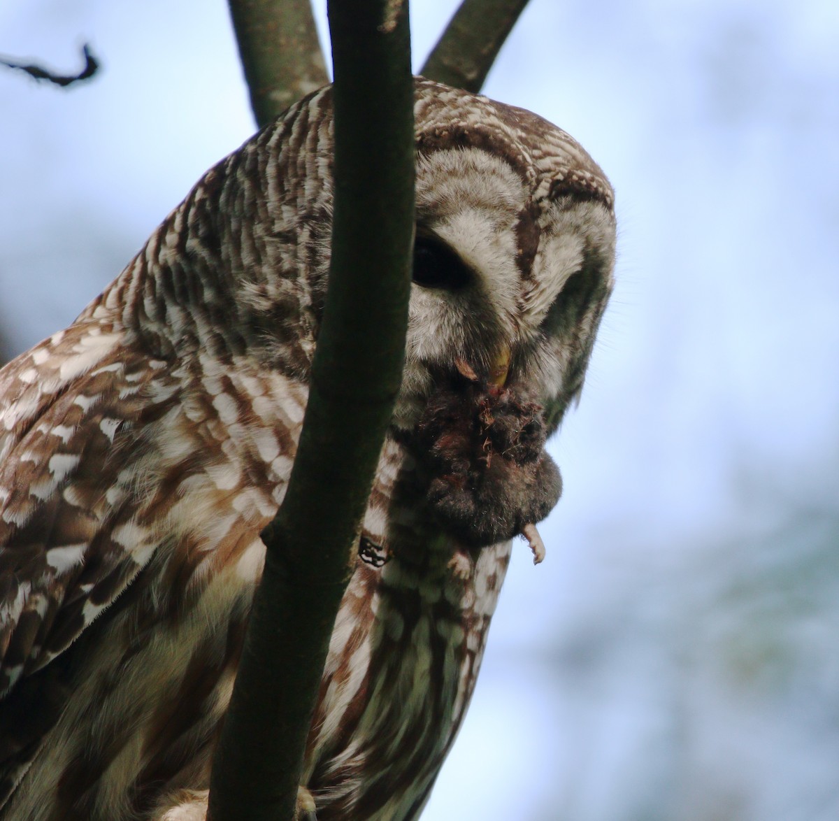 Barred Owl - ML614163378