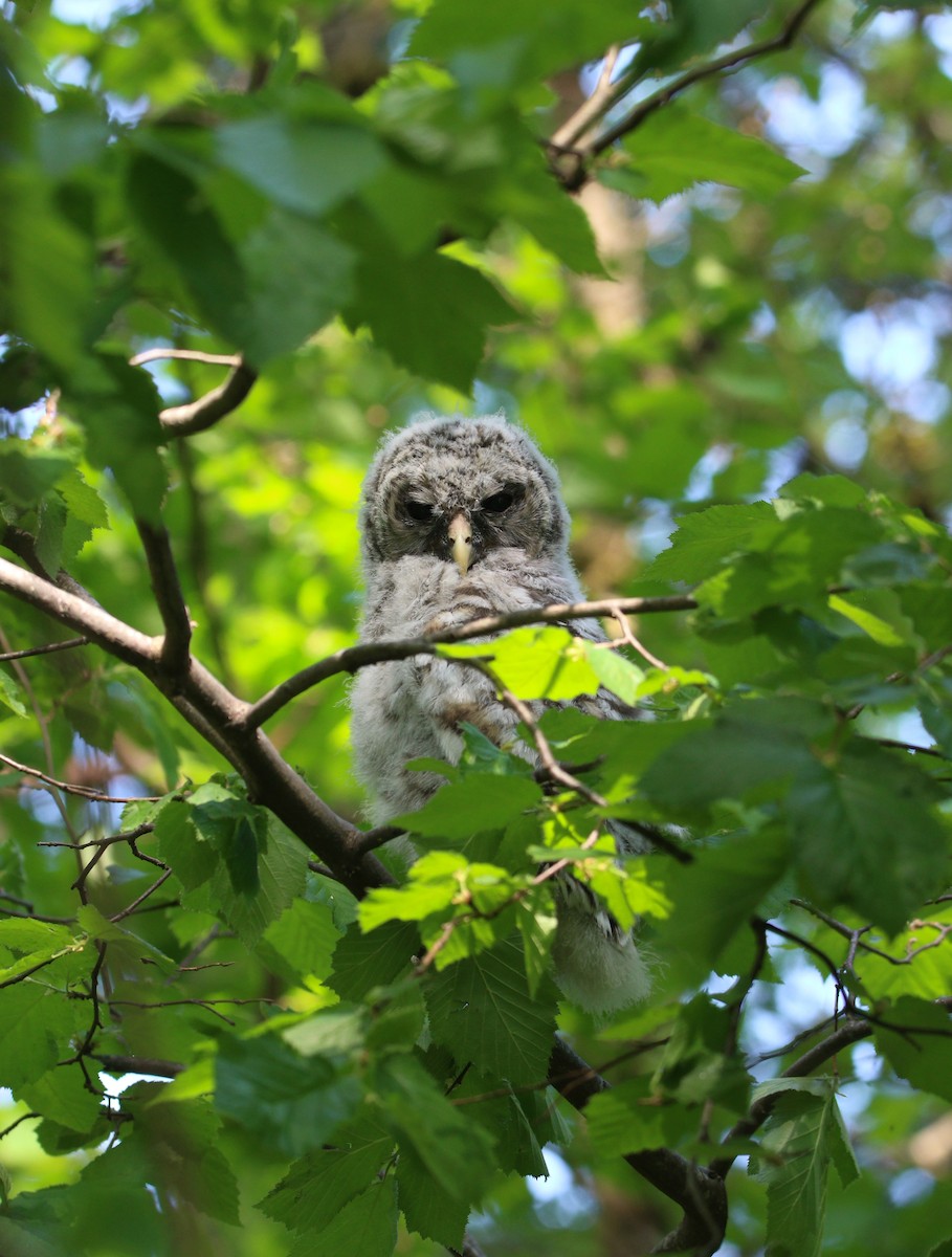 Barred Owl - ML614163379