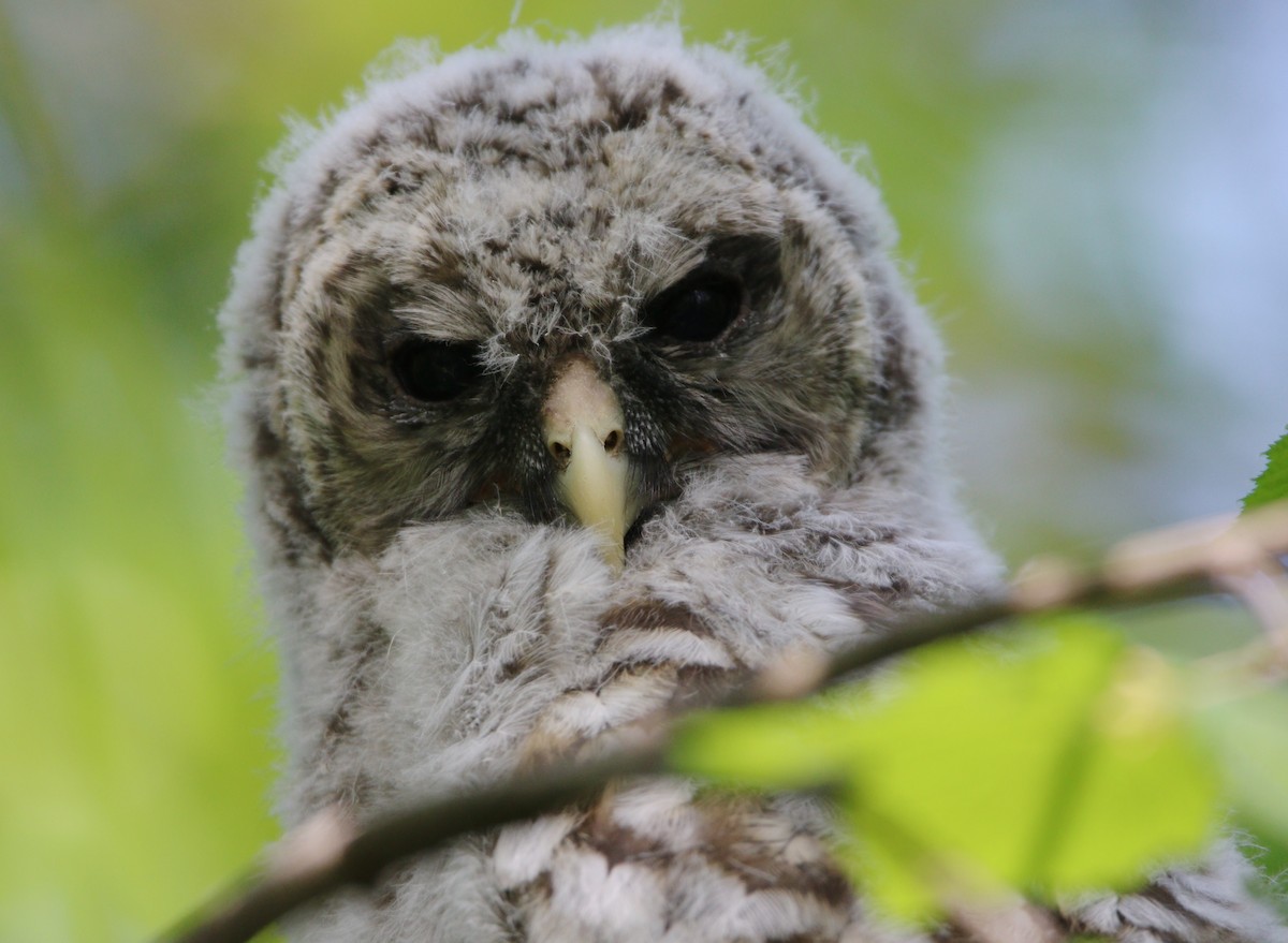 Barred Owl - ML614163380