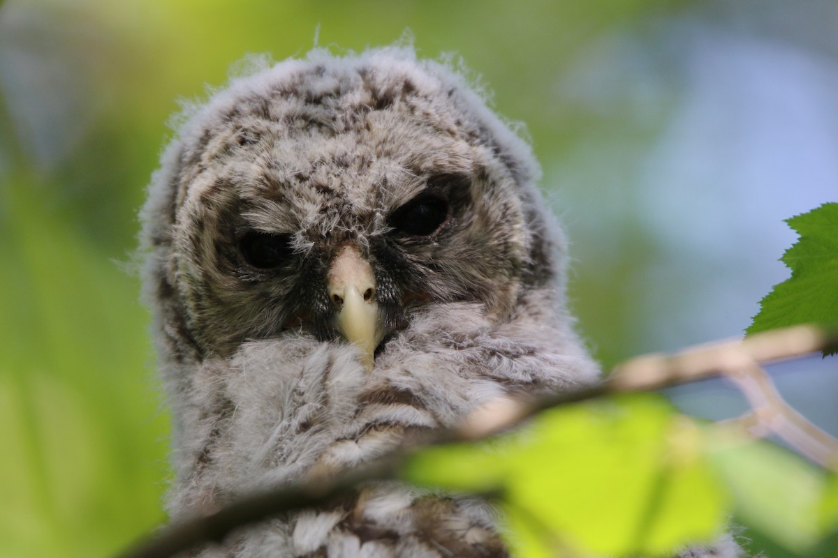 Barred Owl - ML614163381