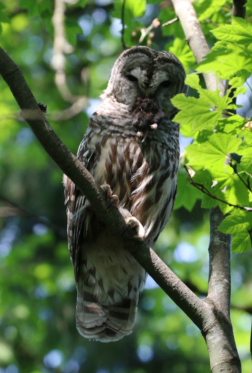 Barred Owl - ML614163382