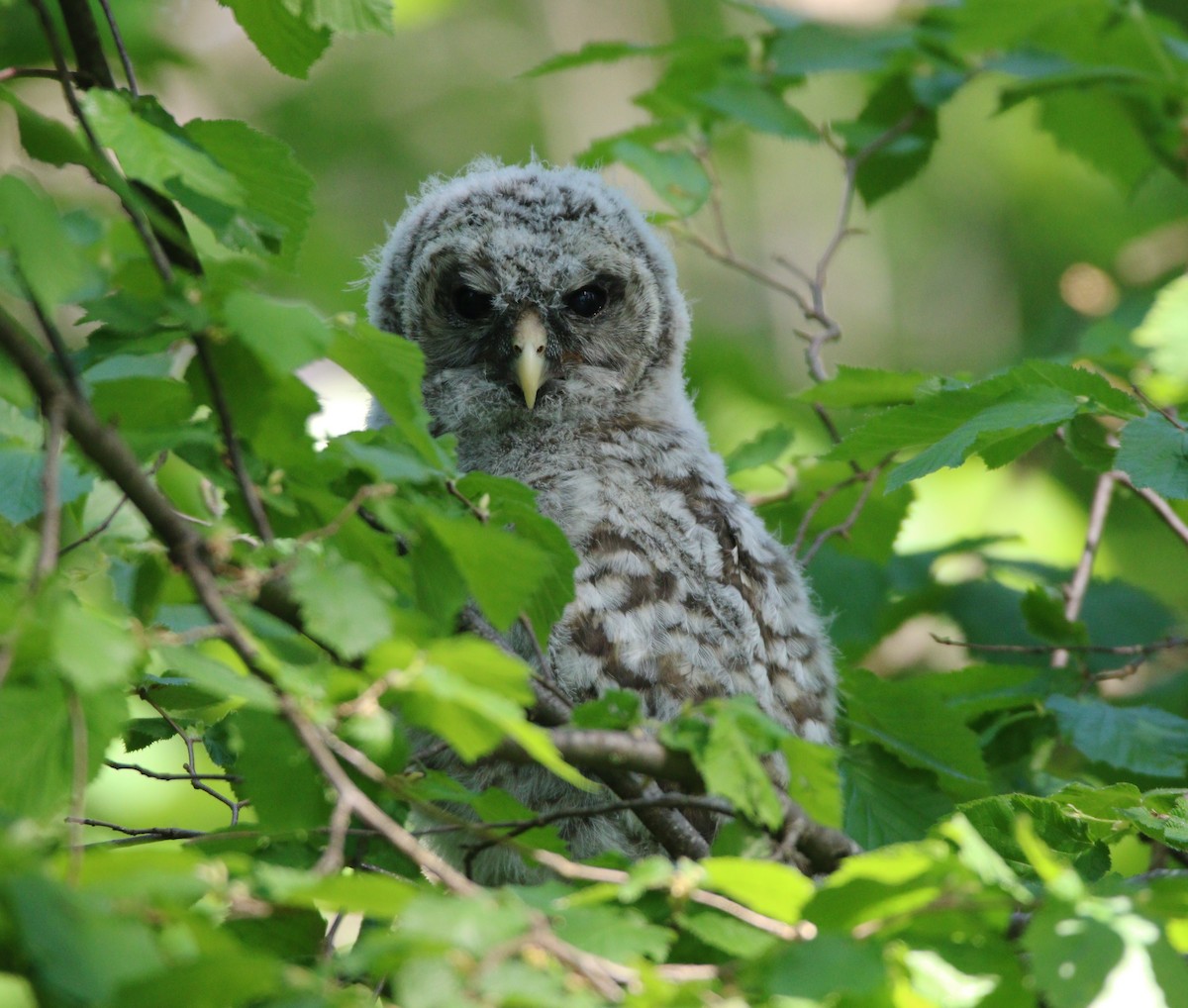 Barred Owl - ML614163384