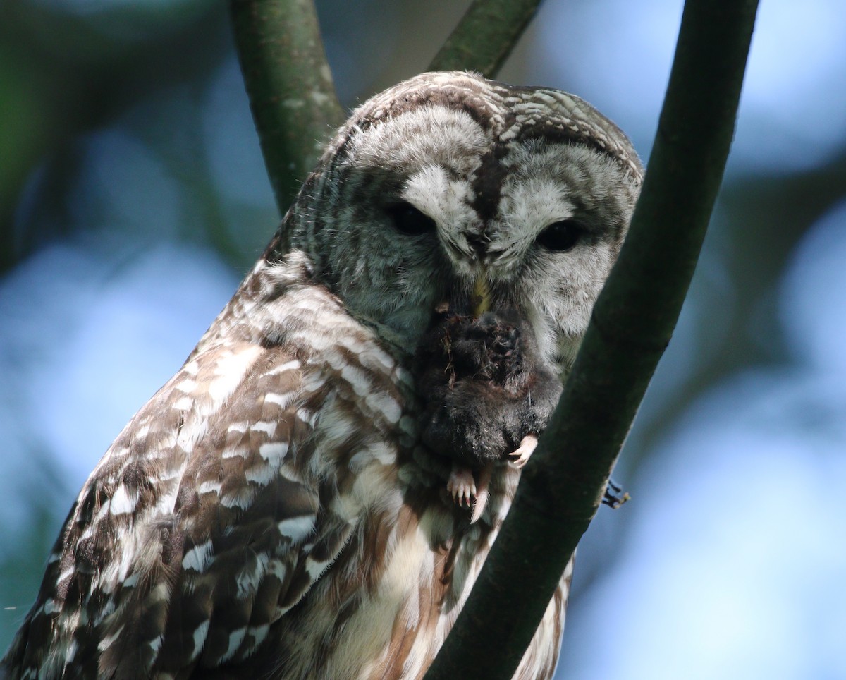 Barred Owl - ML614163385