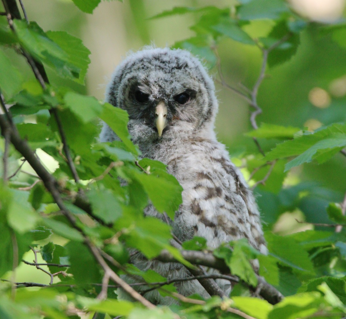 Barred Owl - ML614163386