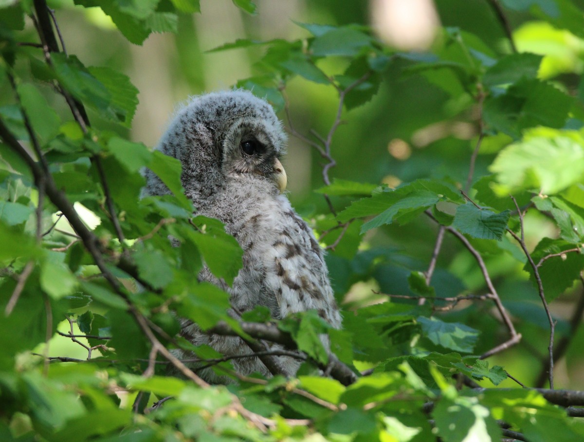 Barred Owl - ML614163387