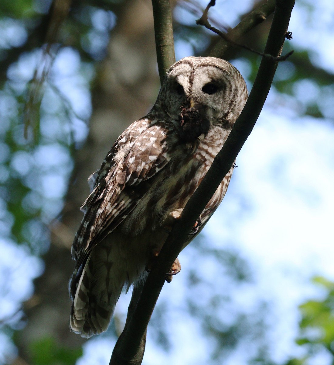 Barred Owl - ML614163388