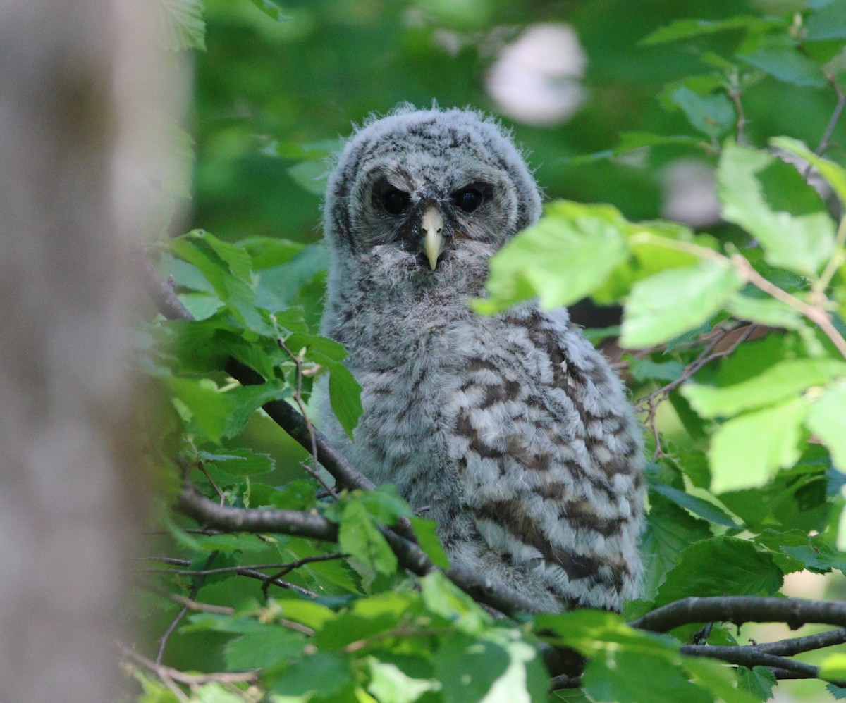 Barred Owl - ML614163389