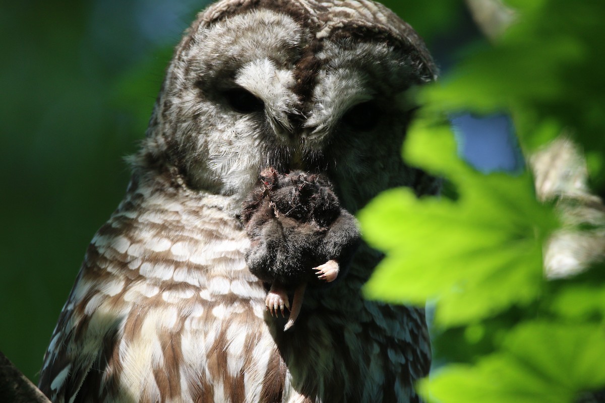 Barred Owl - ML614163390