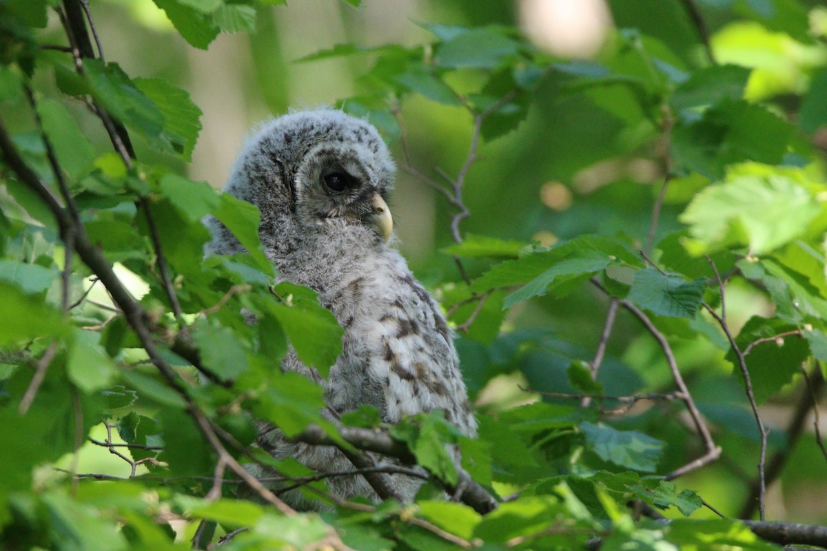 Barred Owl - ML614163391