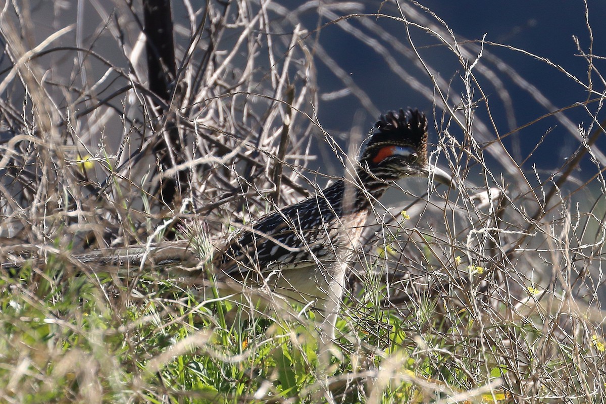 Greater Roadrunner - ML614163444