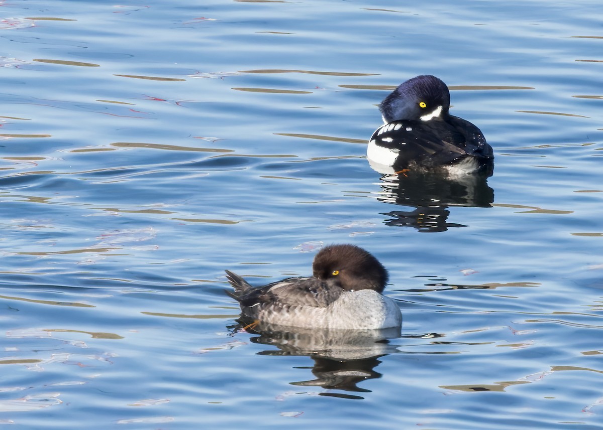 Barrow's Goldeneye - Phil Bartley