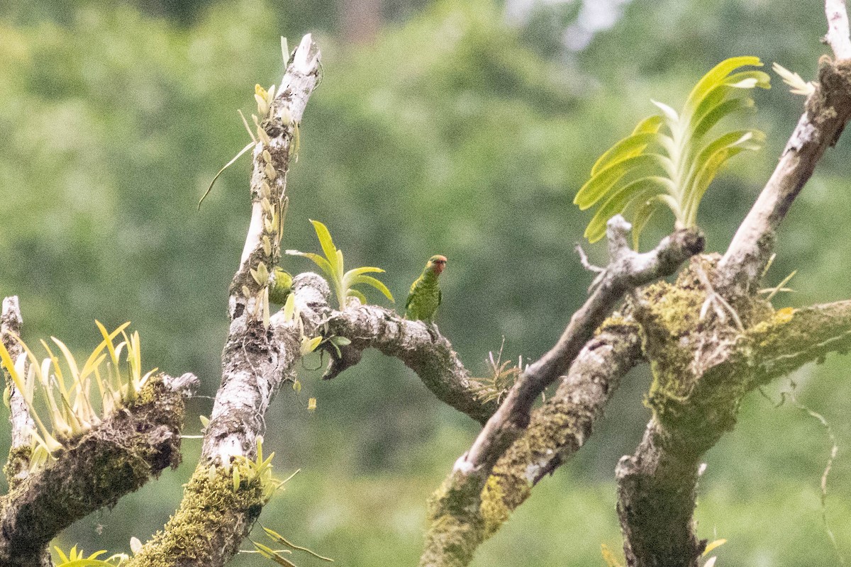 Mindanao Lorikeet - ML614163483