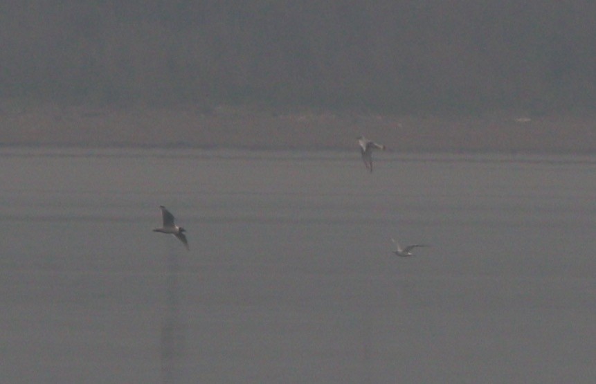 Franklin's Gull - ML614163492