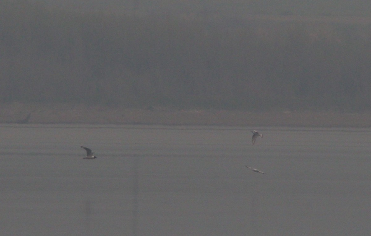 Franklin's Gull - ML614163493