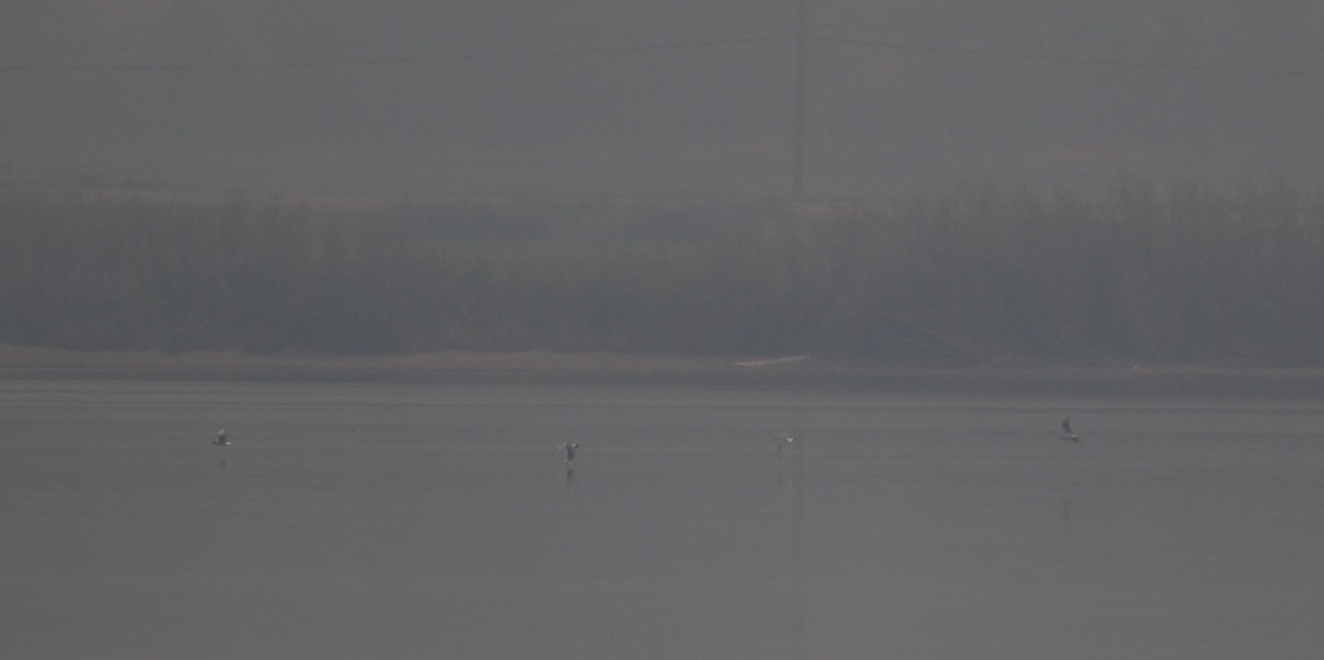 Franklin's Gull - ML614163495