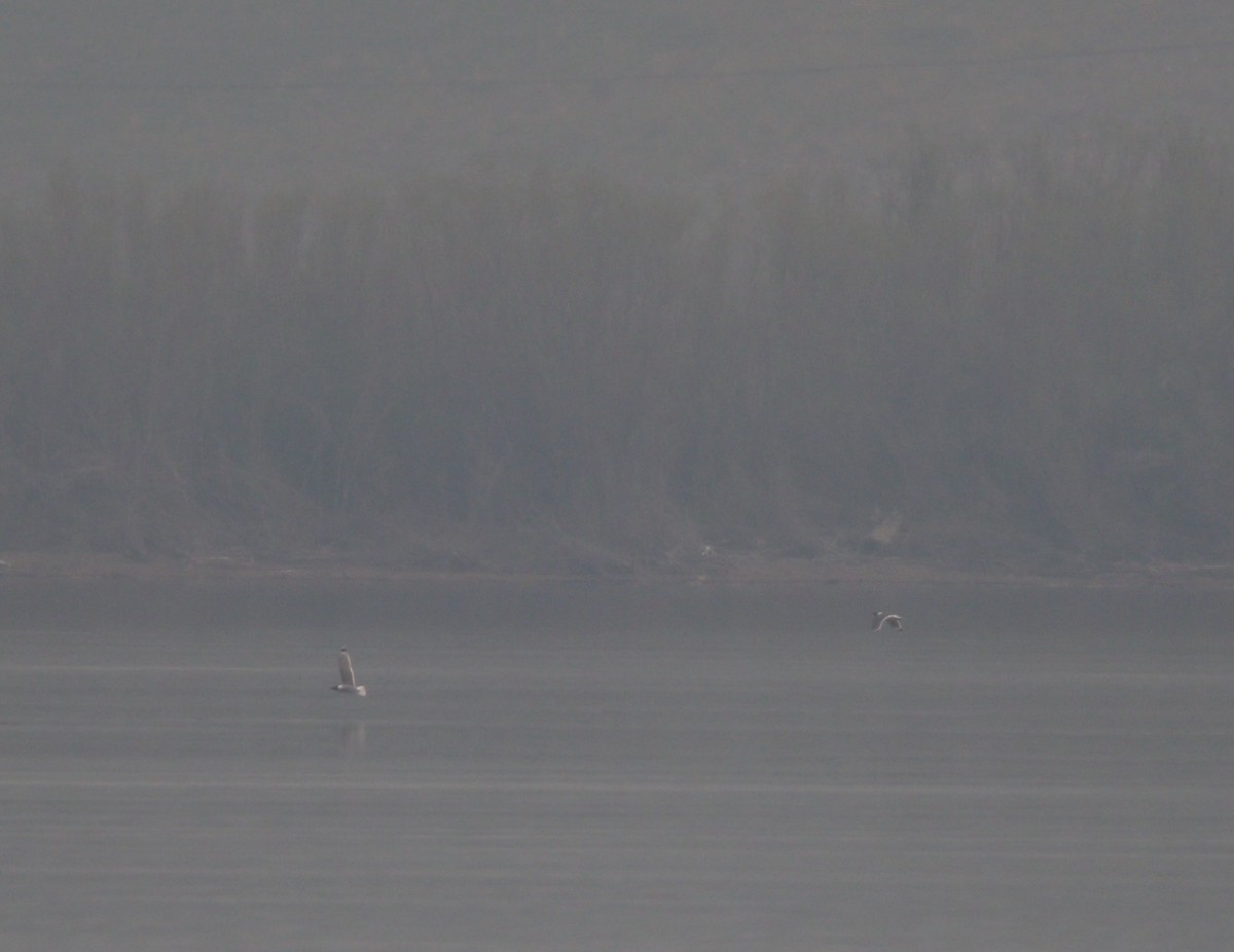 Franklin's Gull - ML614163496